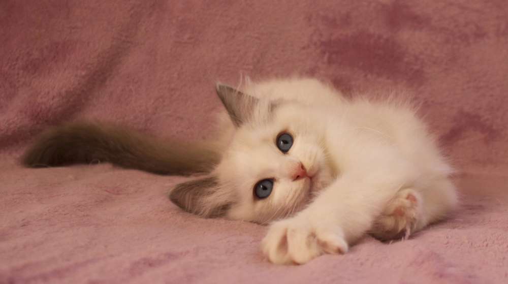 Bilbo